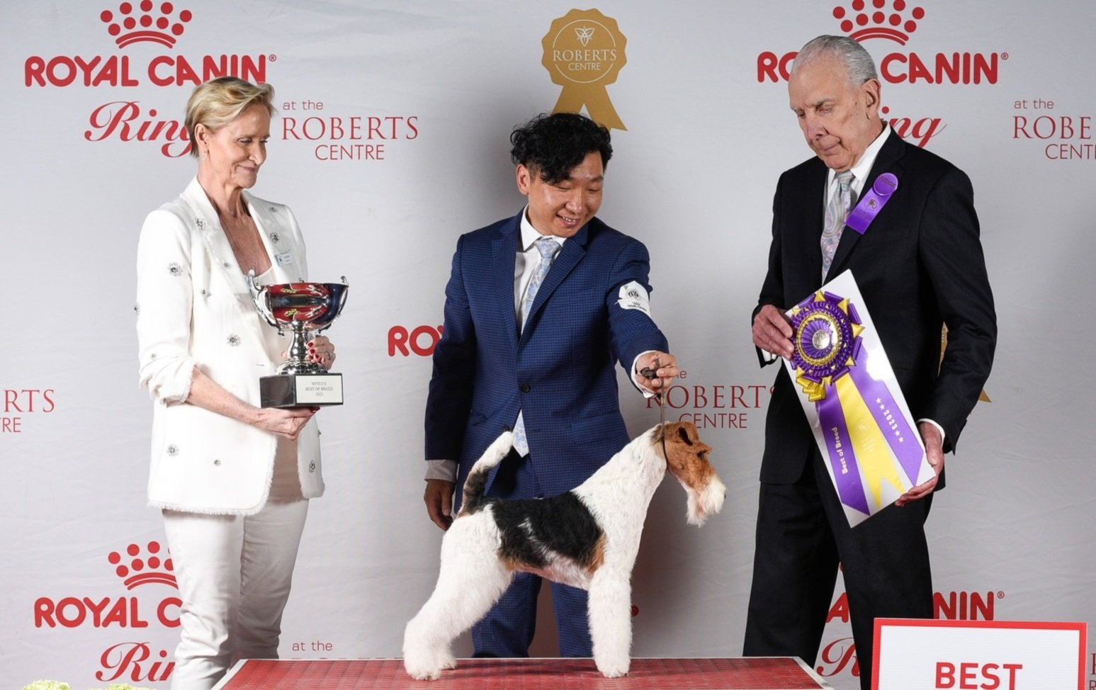 Fox terrier club of america clearance